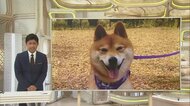 「血が手にいっぱい付いて」愛犬かみつかれ4針縫うけが…