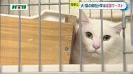 犬・猫の殺処分率全国ワーストは長崎県 2020年度は1953匹 原因は“人間の無責任”