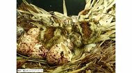 国の特別天然記念物二ホンライチョウのひな5羽誕生 富山市ファミリーパーク