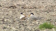 姿を消した絶滅危惧種「コアジサシ」のひな 天敵に捕食された可能性も…「繁殖できる環境残ってない」【佐賀発】