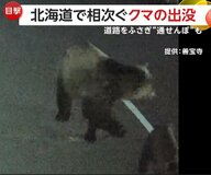 「車の2ｍ前で止まった」北海道で相次ぐクマとの“遭遇”　家庭菜園被害やブレーキ音に動じないクマも
