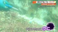 犯人は「ウニ」！？足摺海底館の海中展望室で水漏れ、海藻ごと外壁を食べ50以上の穴を開けたか【高知】