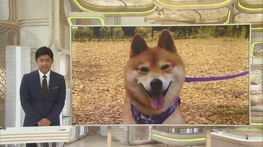 「血が手にいっぱい付いて」愛犬かみつかれ4針縫うけが…