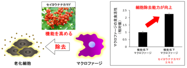 日本メナード化粧品、肌の免疫力を高めることで真皮の再生を促す植物エキスを開発!