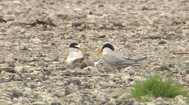 姿を消した絶滅危惧種「コアジサシ」のひな 天敵に捕食された可能性も…「繁殖できる環境残ってない」【佐賀発】