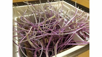 床下から未知の生物!?半年間放置していたジャガイモの芽がまるで“樹海”…状況を聞いてみた