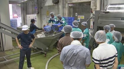 高校生がワインの仕込み体験　ブドウの皮や種を取り除き果汁をかき混ぜる　大分・安心院葡萄酒工房