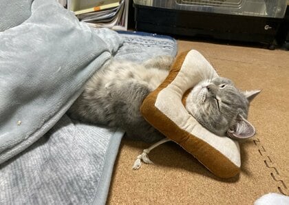 オファー 枕を使って寝る猫