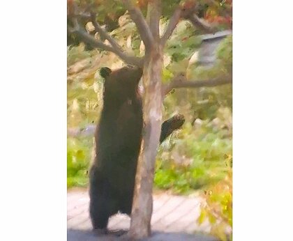 【ヒグマ速報】街路樹によじ登り“ヒメリンゴ”の実を無心に食べるクマ「腹いっぱい食べないから冬眠しないんじゃないの」ここ数日相次いで目撃_北海道上ノ国町
