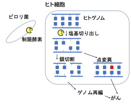 胃がんの“犯人”に新たな容疑者?ピロリ菌が持つ「DNAを傷つける酵素」ががん発症に関与の可能性