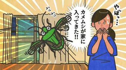 秋に自宅でカメムシを見つけたら要注意？家が“越冬場所”になることも…寄せ付けないコツと遭遇時の対処法
