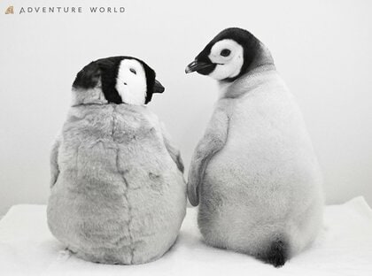 ９月３０日生まれのエンペラーペンギンの赤ちゃん 公式SNS総インプレッション１億２千万超えを記録！ふわふわでかわいい“今だけ”の姿を公開中