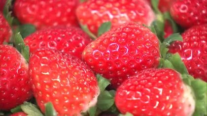 イチゴの初競り　高値での取り引きに　１２月品薄状態も年明けは出荷量増える