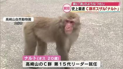 高崎山の新ボスに「ナルト」就任　渦のようなつむじがトレードマーク　史上最速の11か月でトップに　大分
