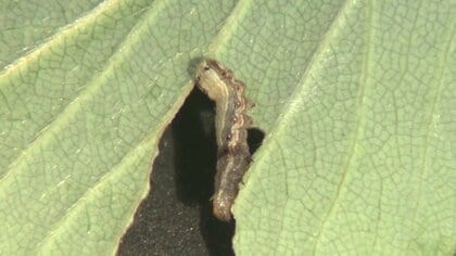 “夜に盗み食い”する害虫が大繁殖　野菜や花を食い荒らす「ハスモンヨトウ」退治をしても追いつかず【福島発】