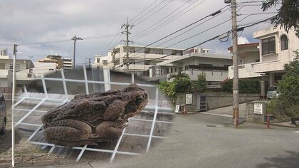 どこからやって来た！？沖縄市で特定外来生物のオオヒキガエル発見　「生態系への影響に危機感」