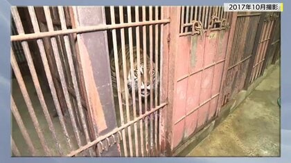 檻の扉が開いていた…飼育員がライオンに襲われ死亡　安全徹底しているはずなのになぜ？　過去の事故が伝える教訓