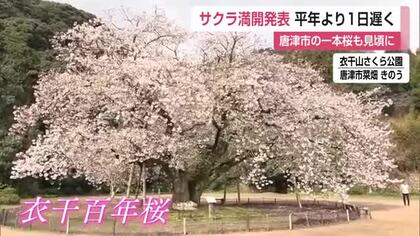 樹齢100年超 唐津の「衣干百年桜」も満開 佐賀地方気象台がサクラの満開を発表【佐賀県】