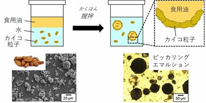 【大阪工業大学】貴重なたんぱく源のカイコを食品利用