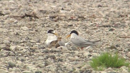 姿を消した絶滅危惧種「コアジサシ」のひな　天敵に捕食された可能性も…「繁殖できる環境残ってない」【佐賀発】