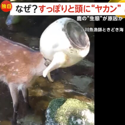 【独自】｢かわいそうよねぇ」鹿の頭に“やかん”がすっぽり　1時間にわたる格闘で救出…鉄分補給のためか　三重・熊野市