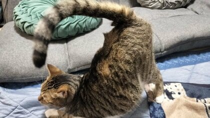 「猫尻挙げ大会なら優勝」お尻トントンを待っている猫のポージングが見事！始めたきっかけを飼い主に聞いた
