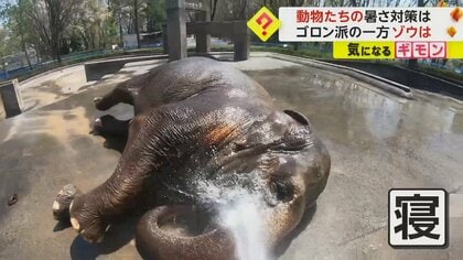 【動物の暑さ対策】日陰で寝転がるライオンとサル　アジアゾウはホースで水浴び　長野市・茶臼山動物園