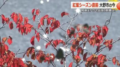 待望の紅葉シーズン　土砂崩れによる国道158号通行止めで遠のいた奥越の客足　仮設道路開通で期待高まるも…クマ対策が必須に　福井