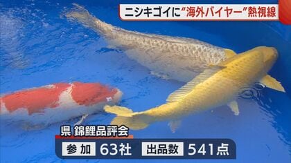 1億円でも購入!? “ニシキゴイ”に海外バイヤーが熱視線！ 入国制限緩和