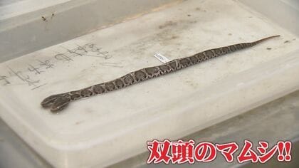 まむし2匹の乾燥品標本