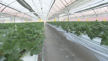 イチゴ農家には“Wパンチ”…ガソリン等に本格的な値上げの波 国の補助金 