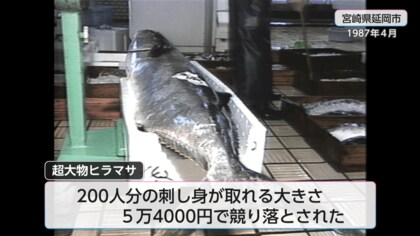 巨大魚 刺身200人分！？重さは通常の3倍！延岡・浦城沖で水揚げされた「31.5kg