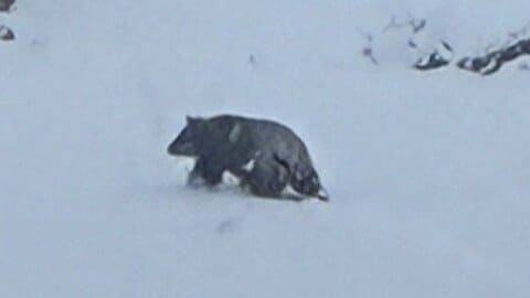 クマに雪かき中に襲われる　温泉街の店の前で…78歳男性が血を流して倒れているのを観光客が見つける　顔などにけがを負い搬送