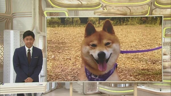 血が手にいっぱい付いて 愛犬かみつかれ4針縫うけが リード離れ かんだ犬の飼い主に15万円賠償命令 Fnnプライムオンライン