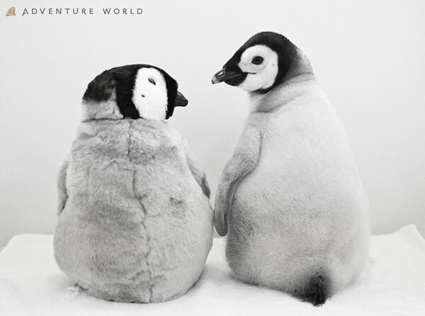 img_09429f840bb23f35842d73a12e