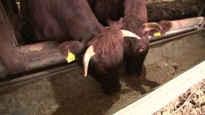 牛の飼料に南部せんべいを混ぜている