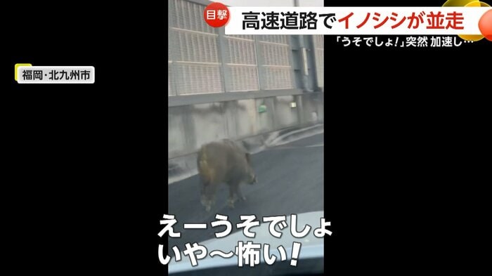 「えーうそでしょ。いや～怖い！」と悲鳴を上げた目撃者（視聴者撮影）