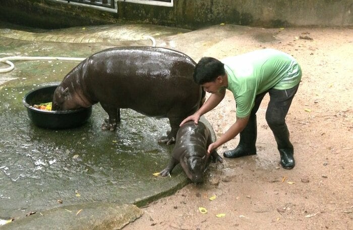取材中、飼育員から逃げ回るムーデン(9月13日)