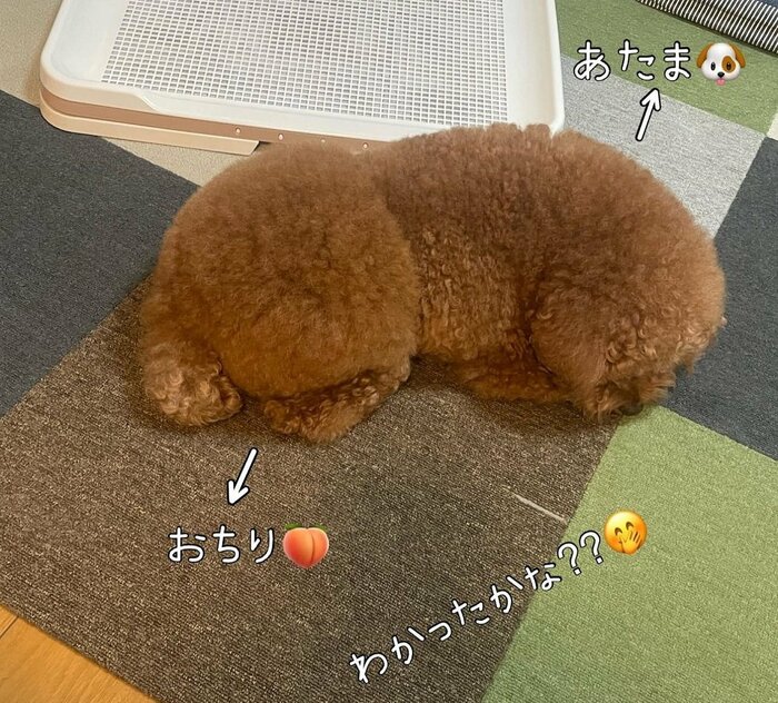 正解は左がお尻!