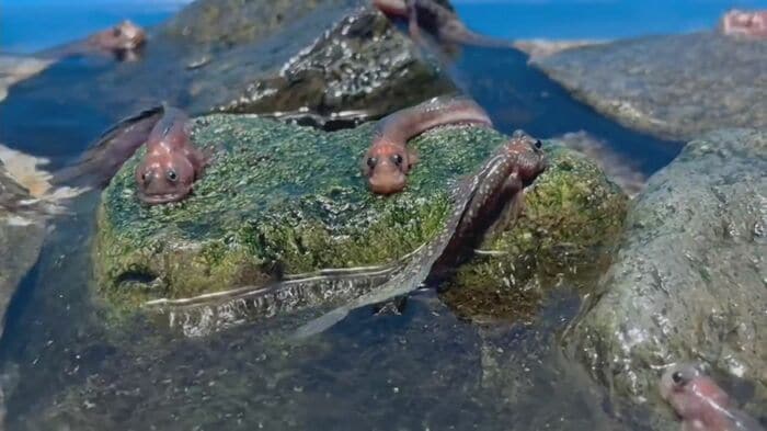 石を“ハムハム”する様子　画像提供：アクアス