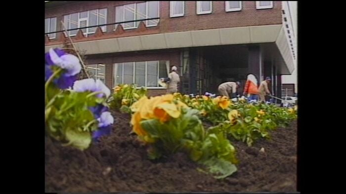 旧庁舎での花壇の植え替え作業の様子(1984年)