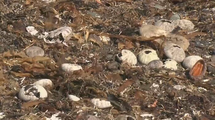 北海道産のウニの被害は約1500トン、46億円近くにのぼる