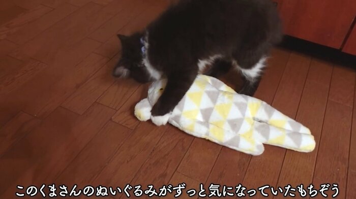 提供:もちぞう ですが。さん