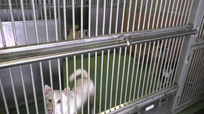 環境省で保護したイヌとネコ（2016年）