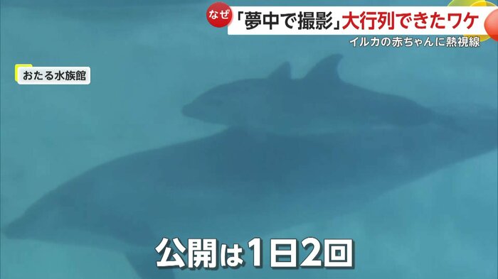 授乳風景も見られることがあるというイルカの親子