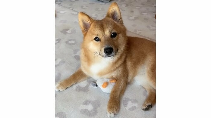もなかくん