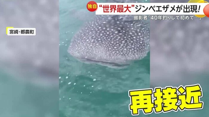 離れたかと思いきやまた近づいて来たジンベエザメ(撮影:正海丸)
