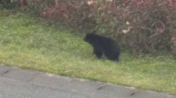 倉庫に侵入する前 周囲をうろつくクマ（提供：渡辺建設）