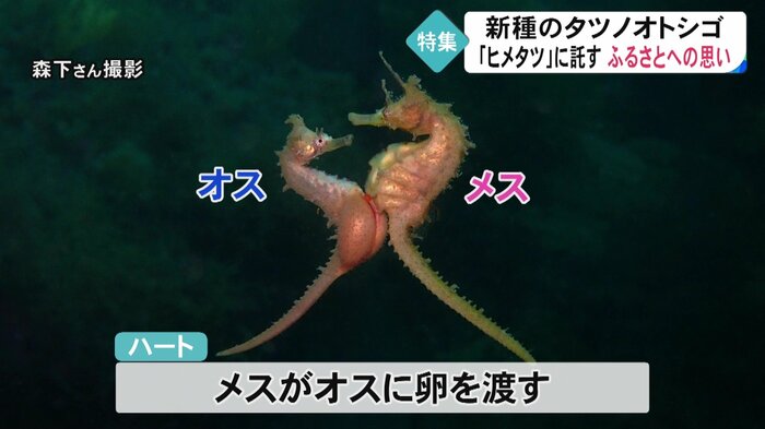 その後、卵から生まれた子どもをオスが出産する「ハッチアウト」へ