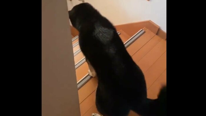 お父さんの声に尻尾をフリフリ